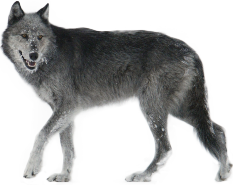 the grey movie wolf attacks