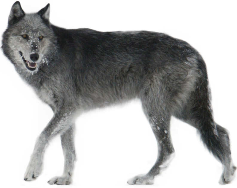 charcoal gray wolf