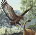 Haast's Eagle