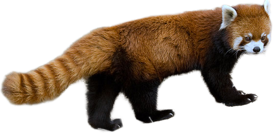 Ailurus fulgens — Wikipédia