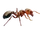 Fire Ant