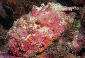 Stonefish