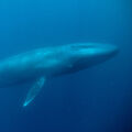 Blue Whale