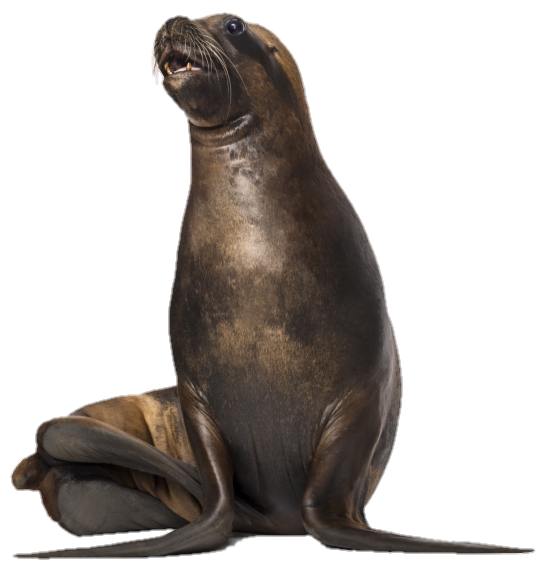 California Sea Lion | VS Battles Wiki | Fandom