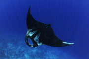 Giant Oceanic Manta Ray