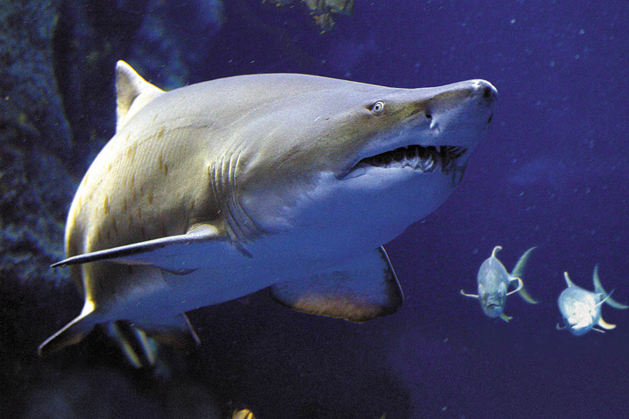 Sand Tiger Shark | VS Battles Wiki | Fandom