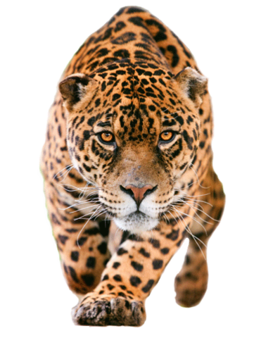 Jaguar — Wikipédia