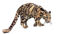 Clouded Leopard