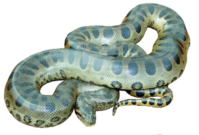 white anaconda snake
