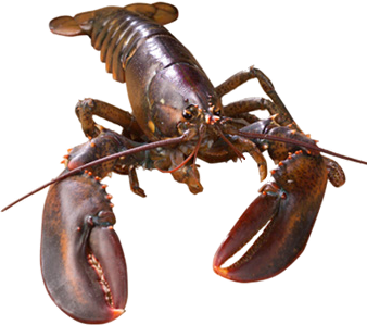 American Lobster