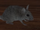 Rat (Rat Simulator)