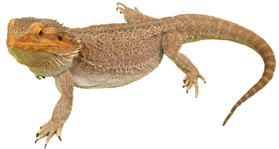 Central Bearded Dragon - The Australian Museum