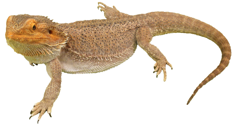 Central bearded dragon - Wikipedia