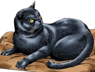 Stray Cat | VS Battles Wiki | Fandom