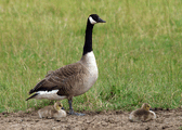 Canadian Goose