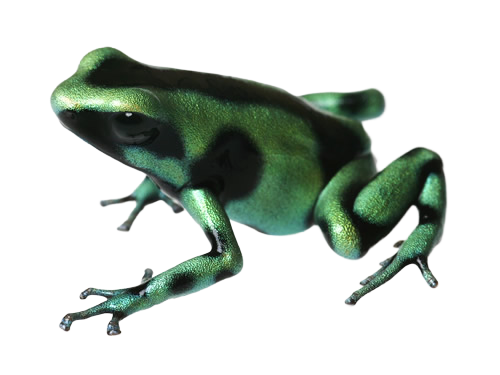 Green and Black Poison Dart Frog