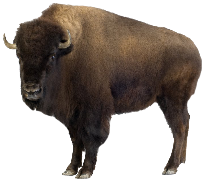 American_bison.png