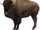 American Bison