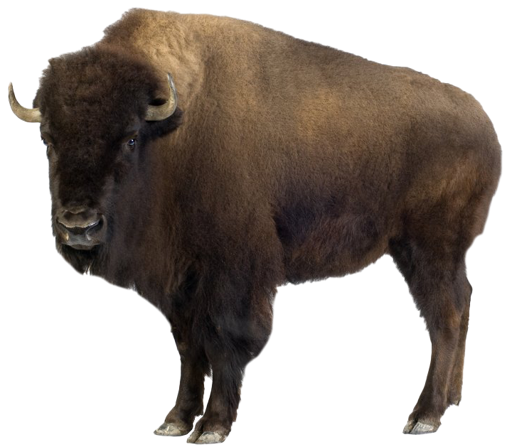 Buffalo Bisons - Wikipedia