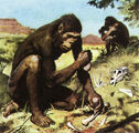 Australopithecus