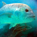 Giant Trevally