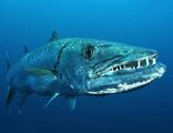 Great Barracuda