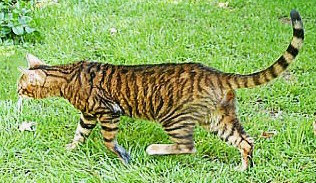 Toyger.png