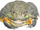 African Bullfrog