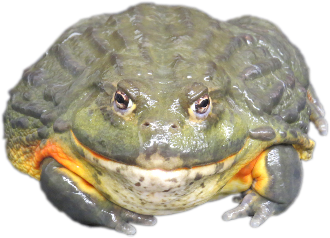 Bullfrog, Adopt Me! Wiki