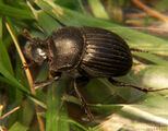 Dung Beetle