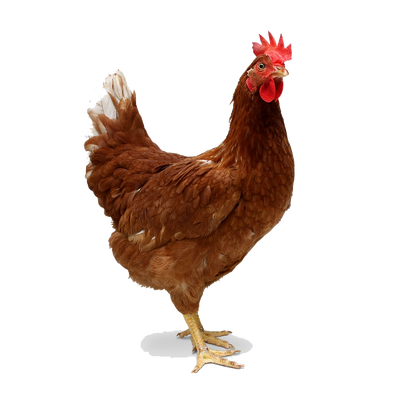 Chicken - Wikipedia