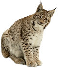Lynx
