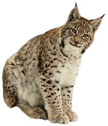 Lynx — Wikipédia