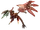 Egg Wyvern