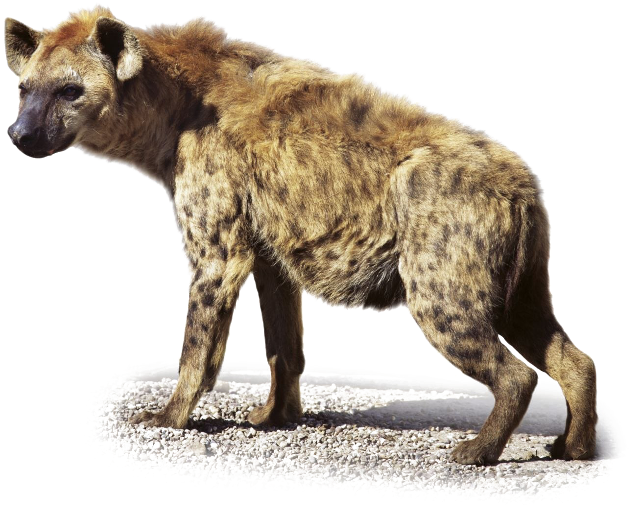 Clipart Face Hyena - Anime - Free Transparent PNG Download - PNGkey