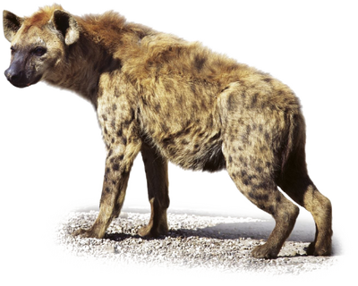 52704 - safe, artist:theroguez, hyena, mammal, spotted hyena, feral, 2020,  ambiguous gender, blep, brown body, brown fur, cream body, cream fur, cute,  cute little fangs, digital art, eyes closed, fangs, foot on