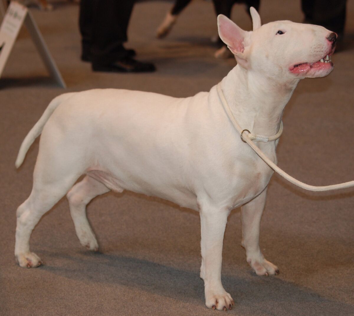 What kind of dog is in hot sale friday after next