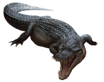 Deinosuchus - Wikipedia