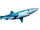 Blue Shark