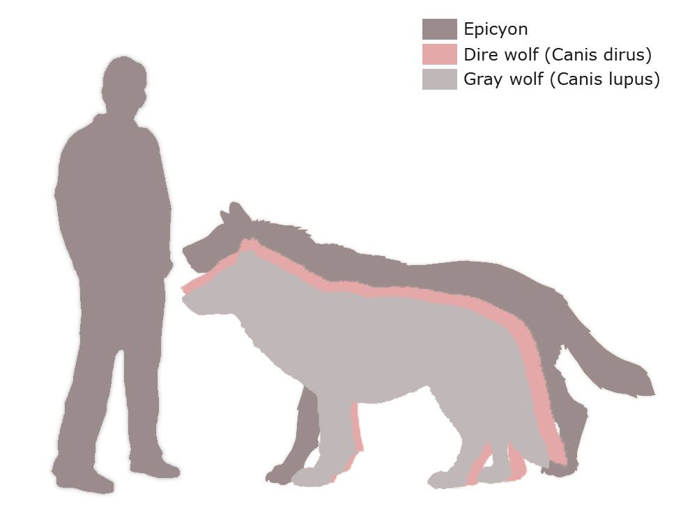 dire wolf vs wolf size comparison