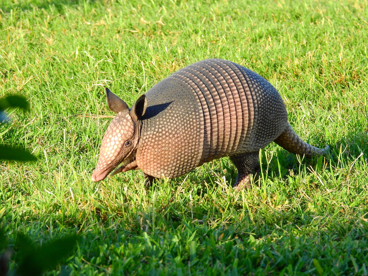 Nine-Banded Armadillo | VS Battles Wiki | Fandom