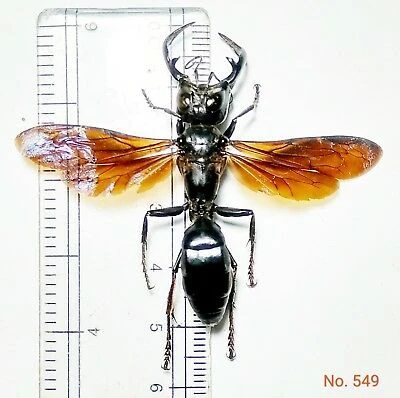 User blog:Nuhuhnuhuh/Garuda wasp | VS Battles Wiki | Fandom