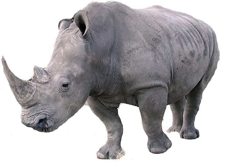 rhinoceros 6 wiki