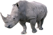 White Rhinoceros