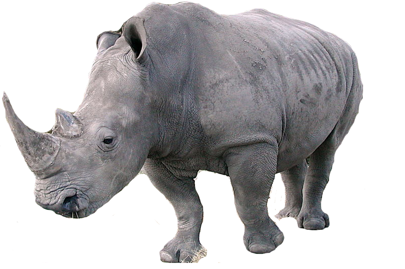 white-rhinoceros-vs-battles-wiki-fandom