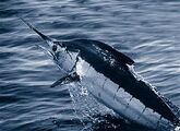 Atlantic Blue Marlin