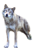 Gray Wolf