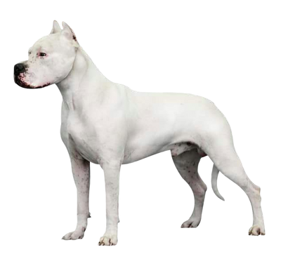 Dogo Argentino, VS Battles Wiki