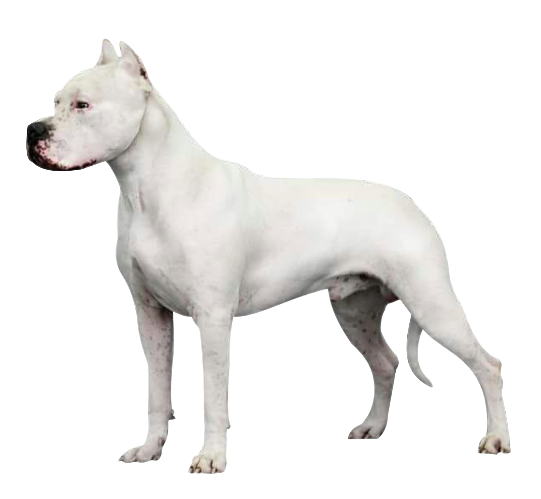 Dogo Argentino, VS Battles Wiki