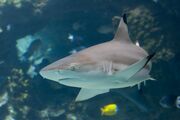 Blacktip Reef Shark